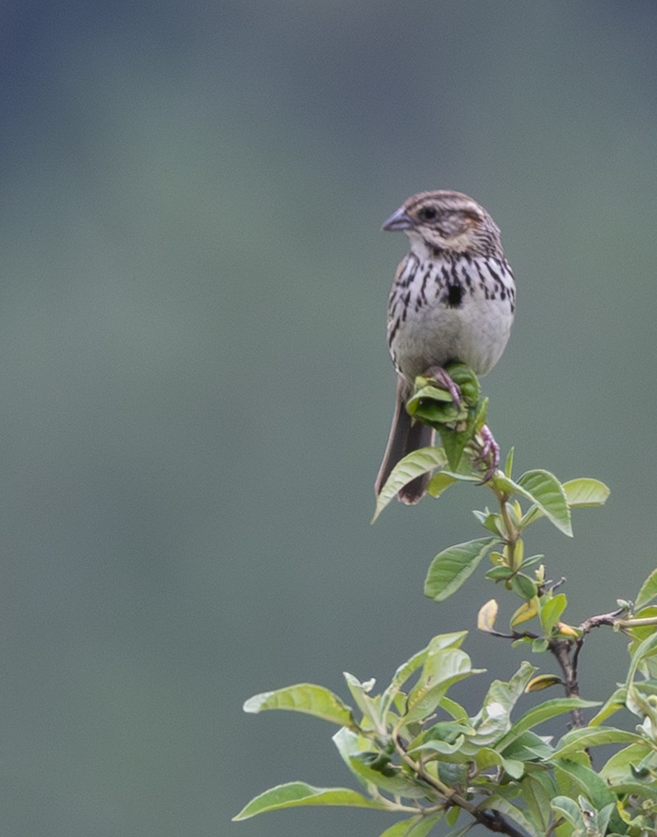 Sierra Madre Sparrow - ML639966979