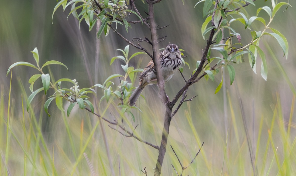 Sierra Madre Sparrow - ML639966980