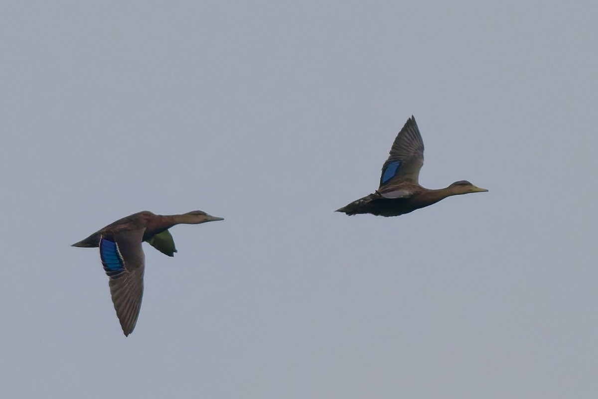 American Black Duck - ML639966984