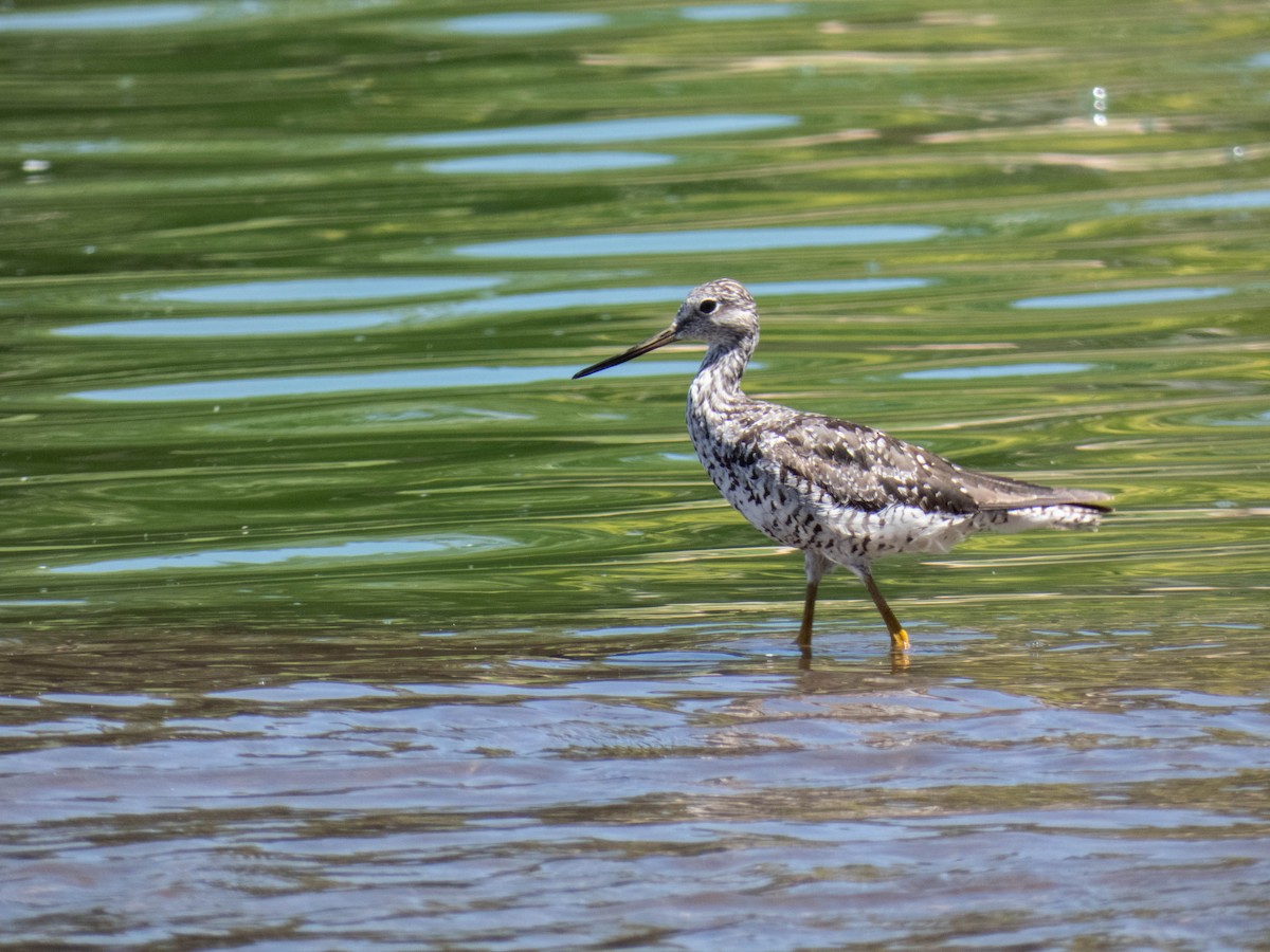 Greater Yellowlegs - ML639967018