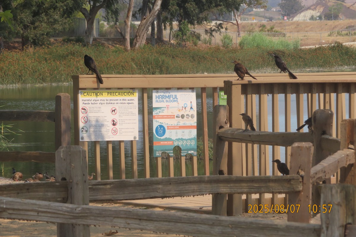 Great-tailed Grackle - ML639967044