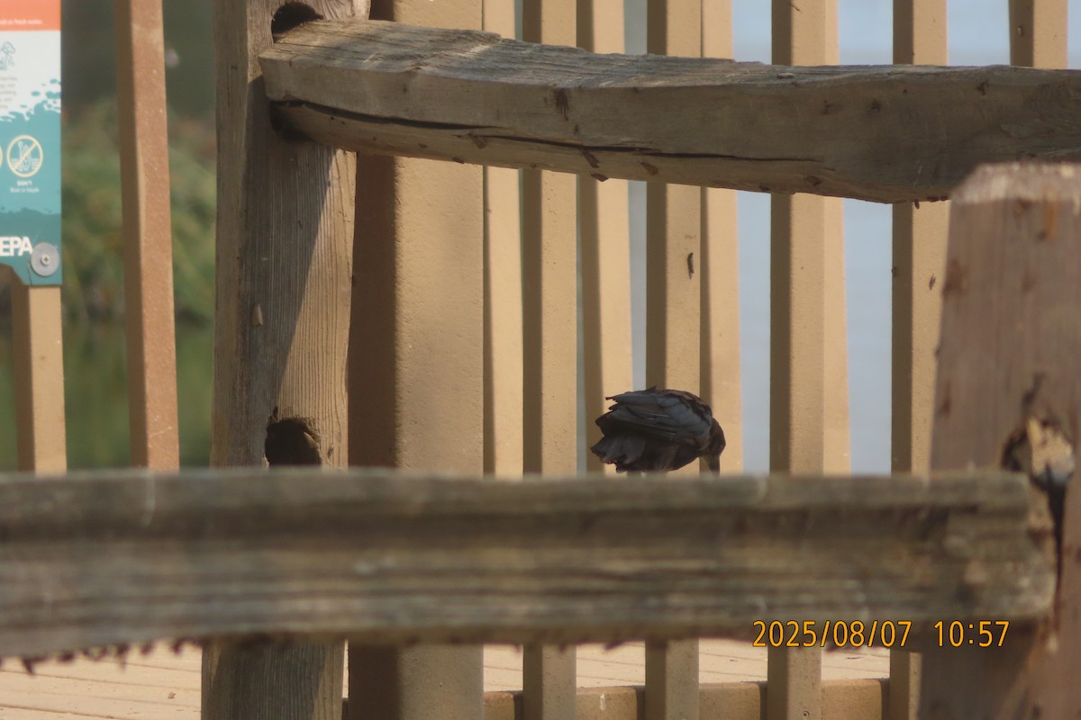 Great-tailed Grackle - ML639967049