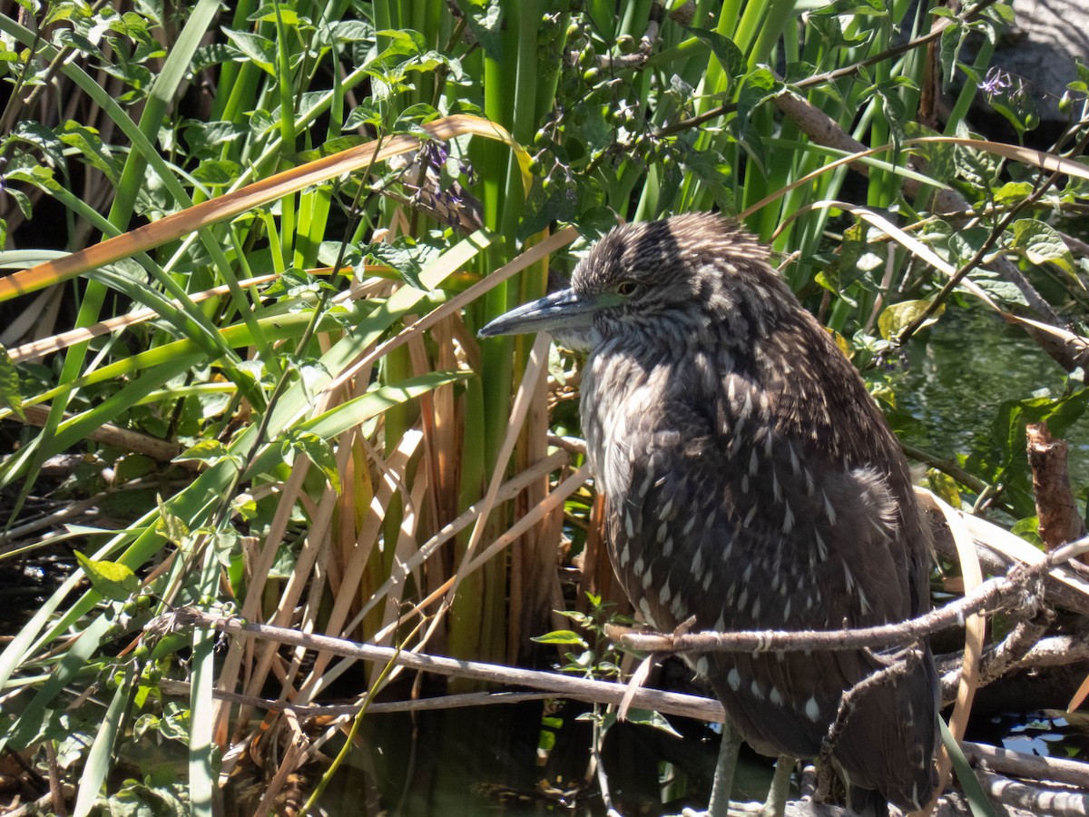 Black-crowned Night Heron - ML639967058