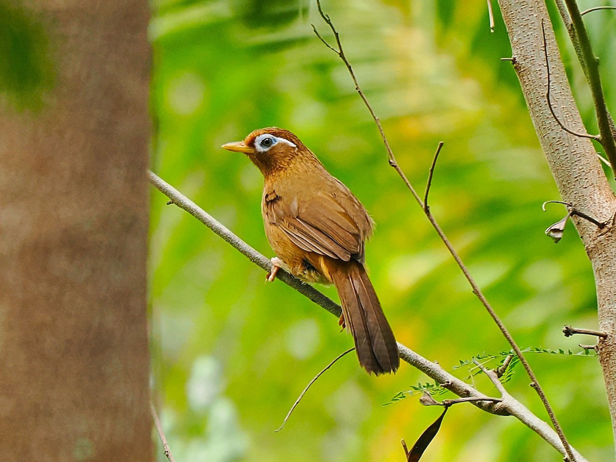 Chinese Hwamei - ML639967128