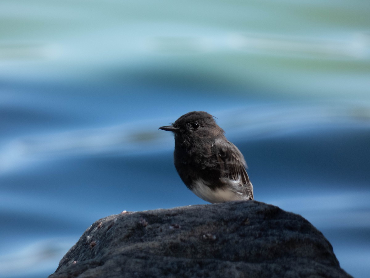 Black Phoebe - ML639967175