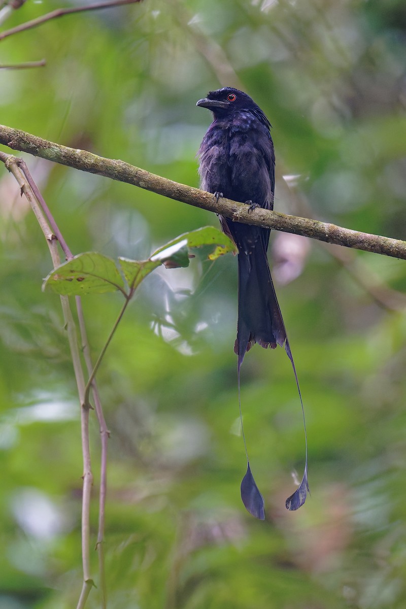 Greater Racket-tailed Drongo - ML639967216