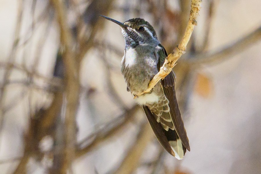 Blue-throated Mountain-gem - ML639967234