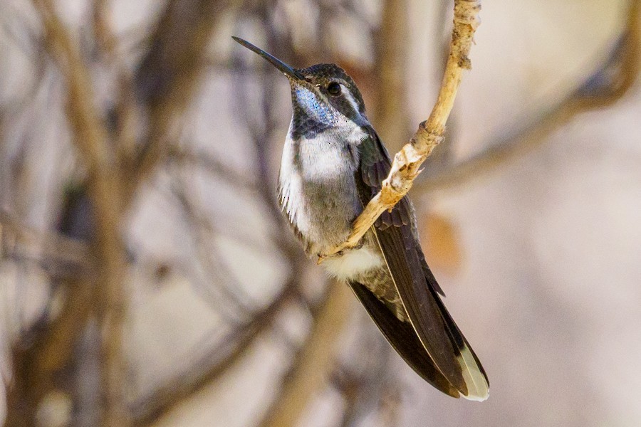 Blue-throated Mountain-gem - ML639967235