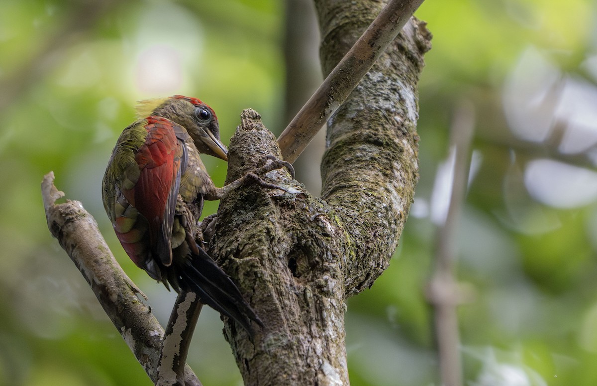 Crimson-winged Woodpecker - ML639967237