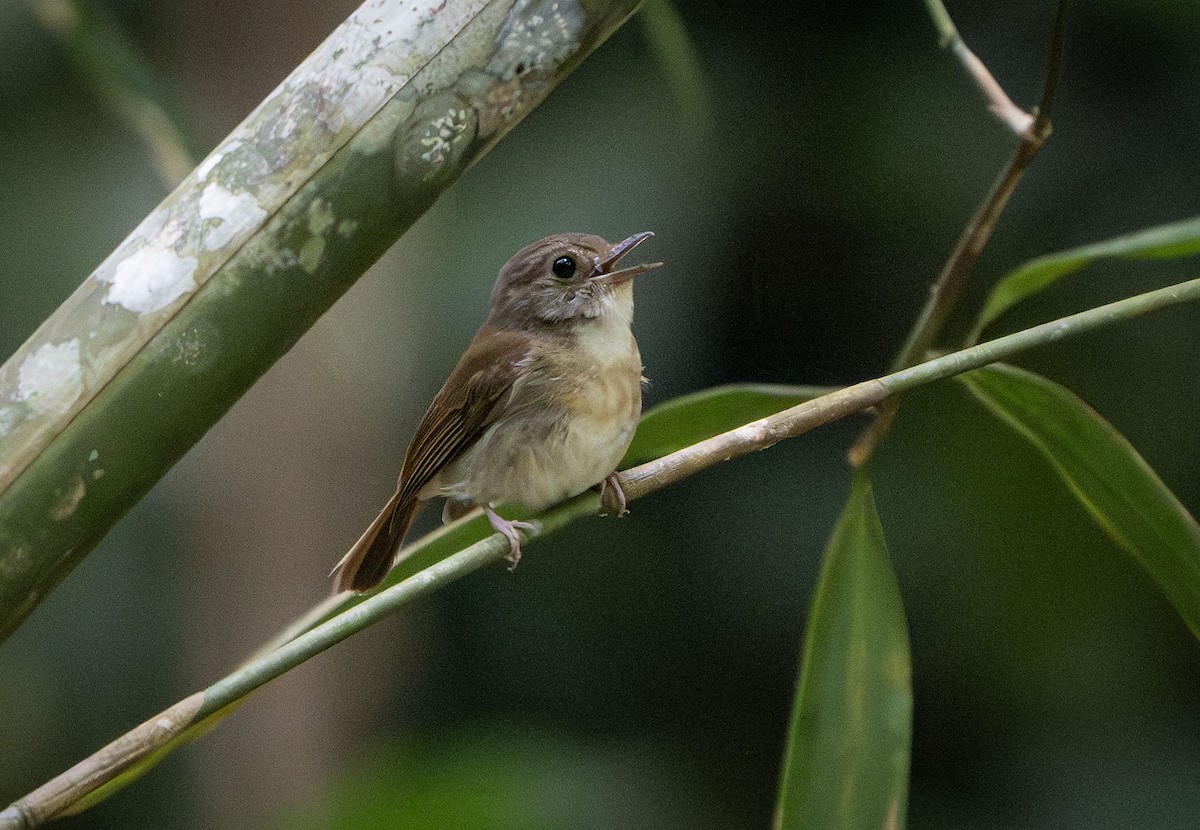 Fulvous-chested Jungle Flycatcher - ML639967266