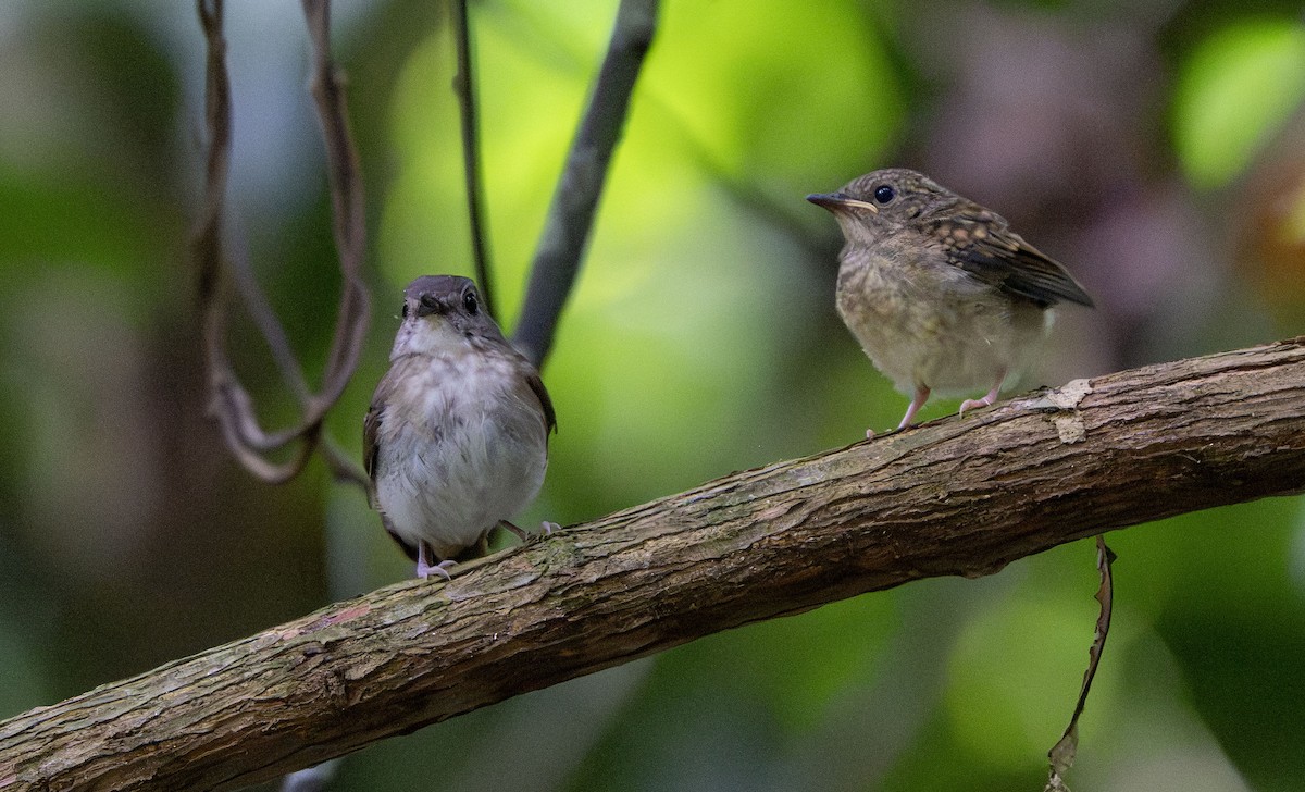 Fulvous-chested Jungle Flycatcher - ML639967267