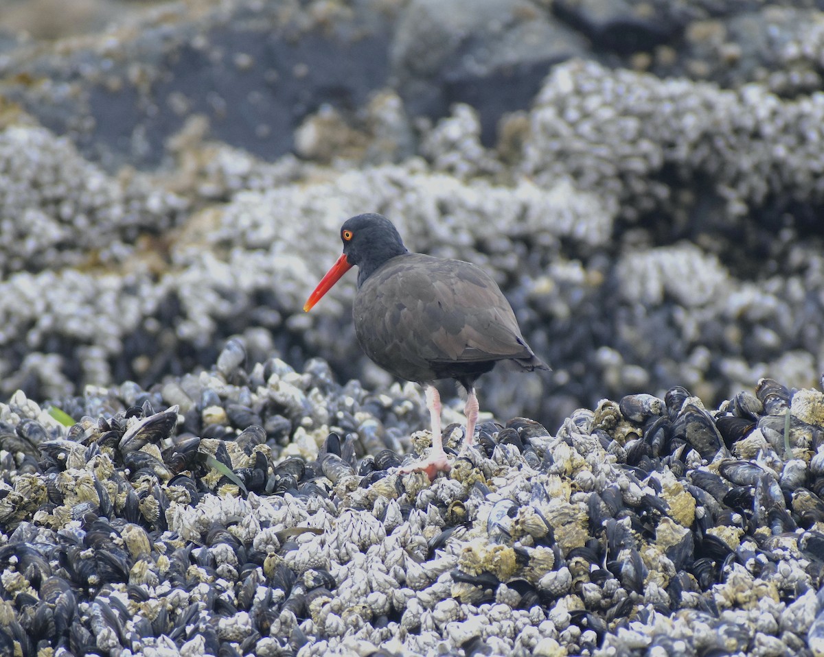 Black Oystercatcher - ML639967290