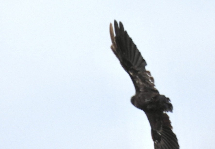 Western Marsh Harrier - ML639967299