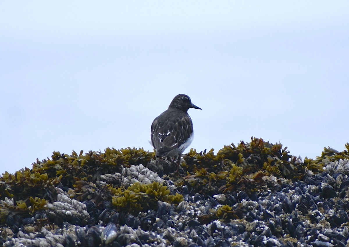 Black Turnstone - ML639967312