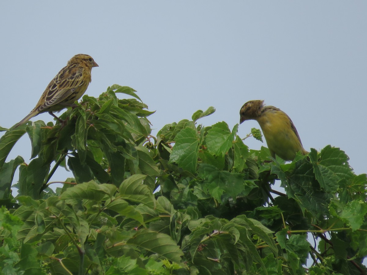 Bobolink - ML639967320