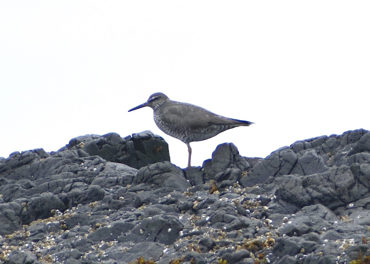 Wandering Tattler - ML639967330