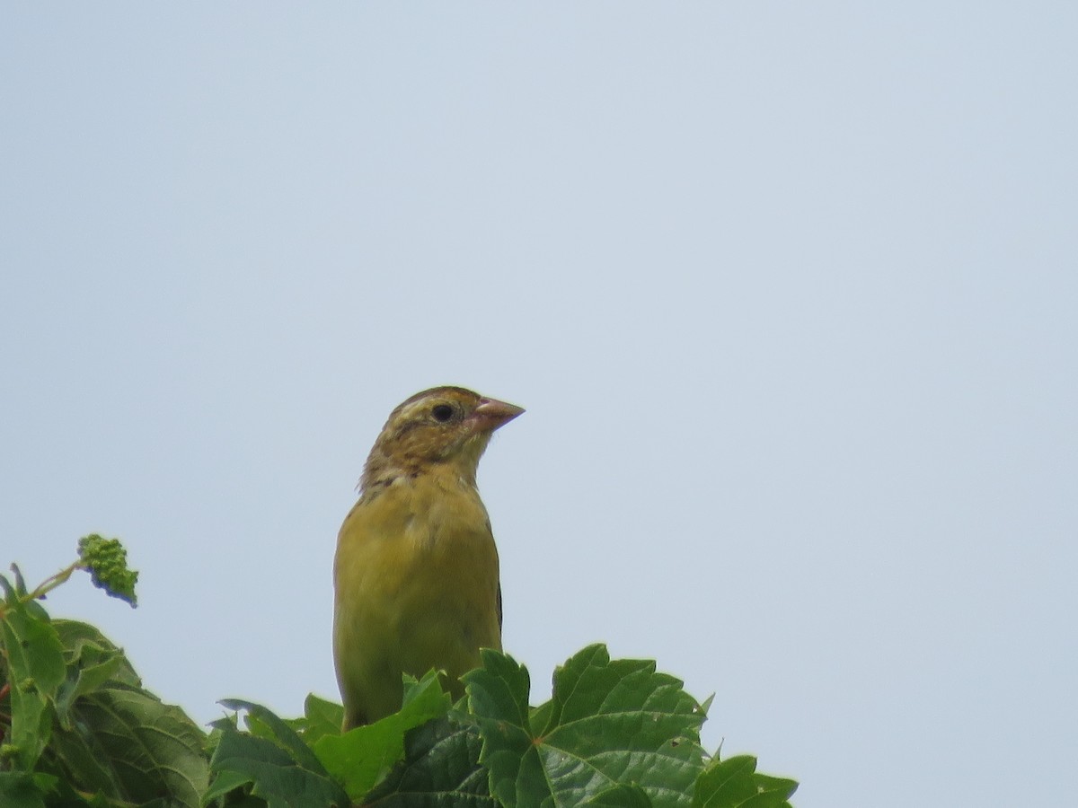 Bobolink - ML639967355