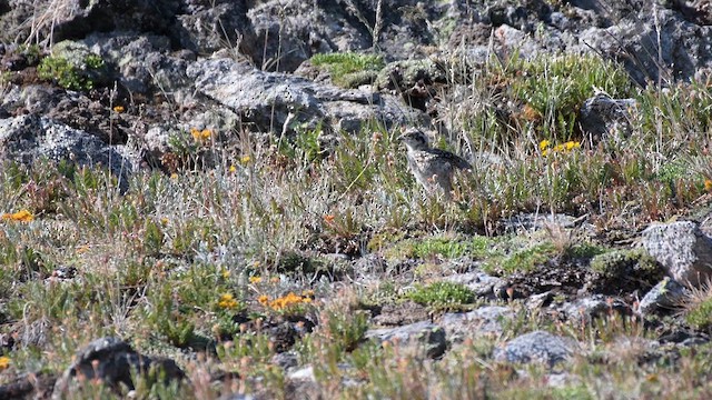 White-tailed Ptarmigan - ML639967404