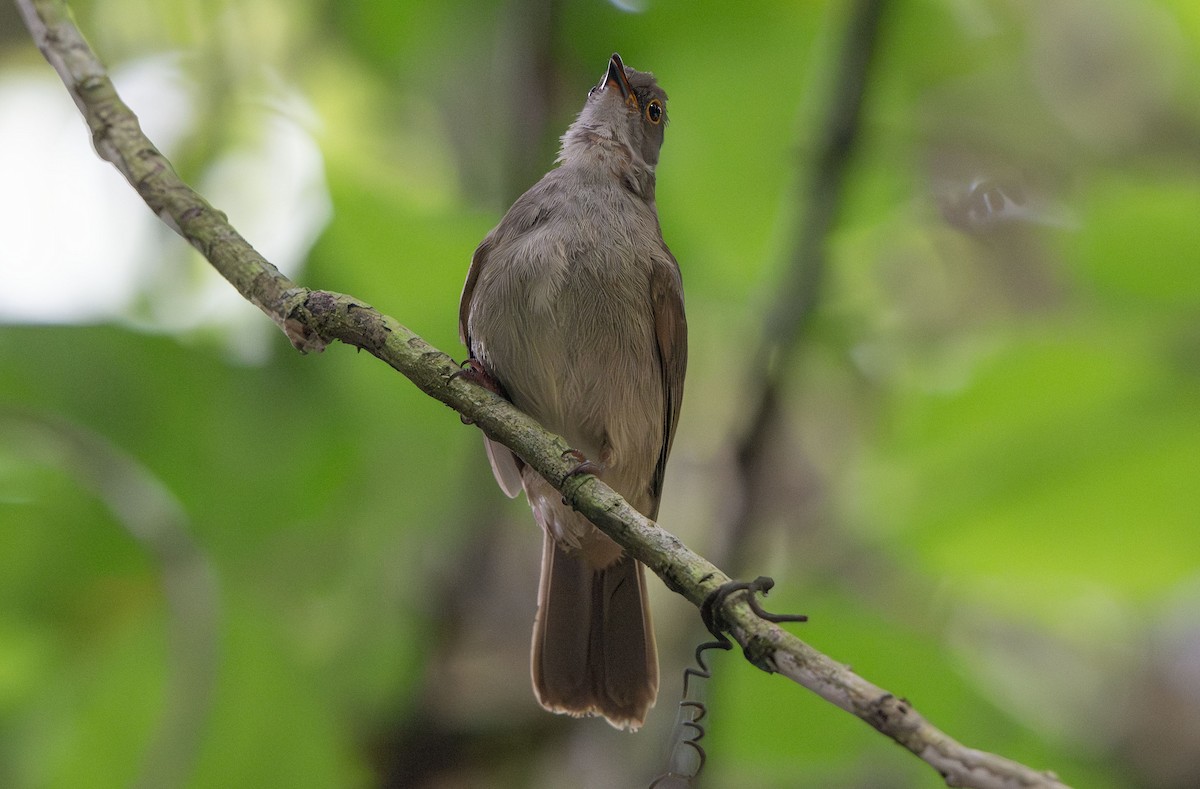 Spectacled Bulbul - ML639967420