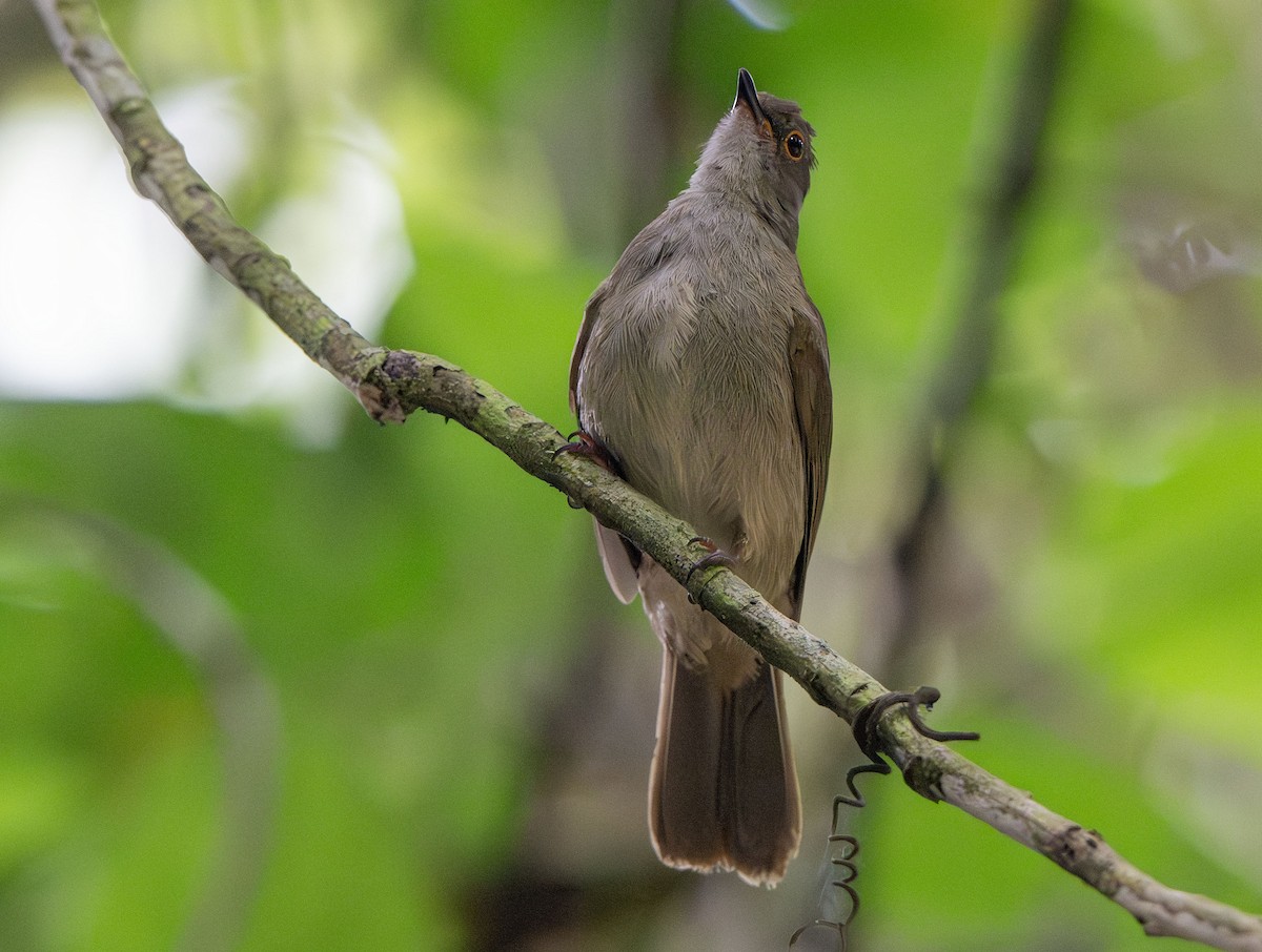 Spectacled Bulbul - ML639967421