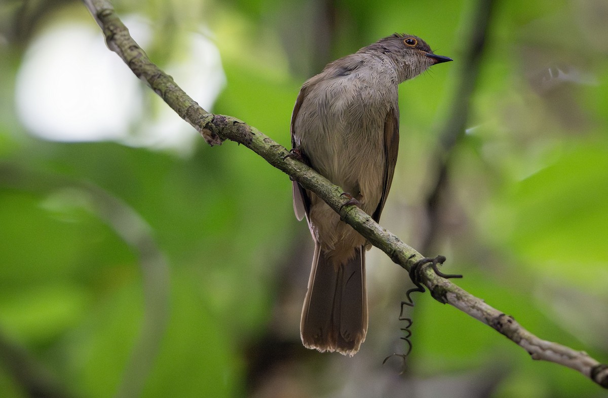Spectacled Bulbul - ML639967423