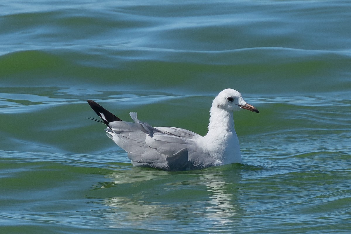 Hartlaub's Gull - ML639967432