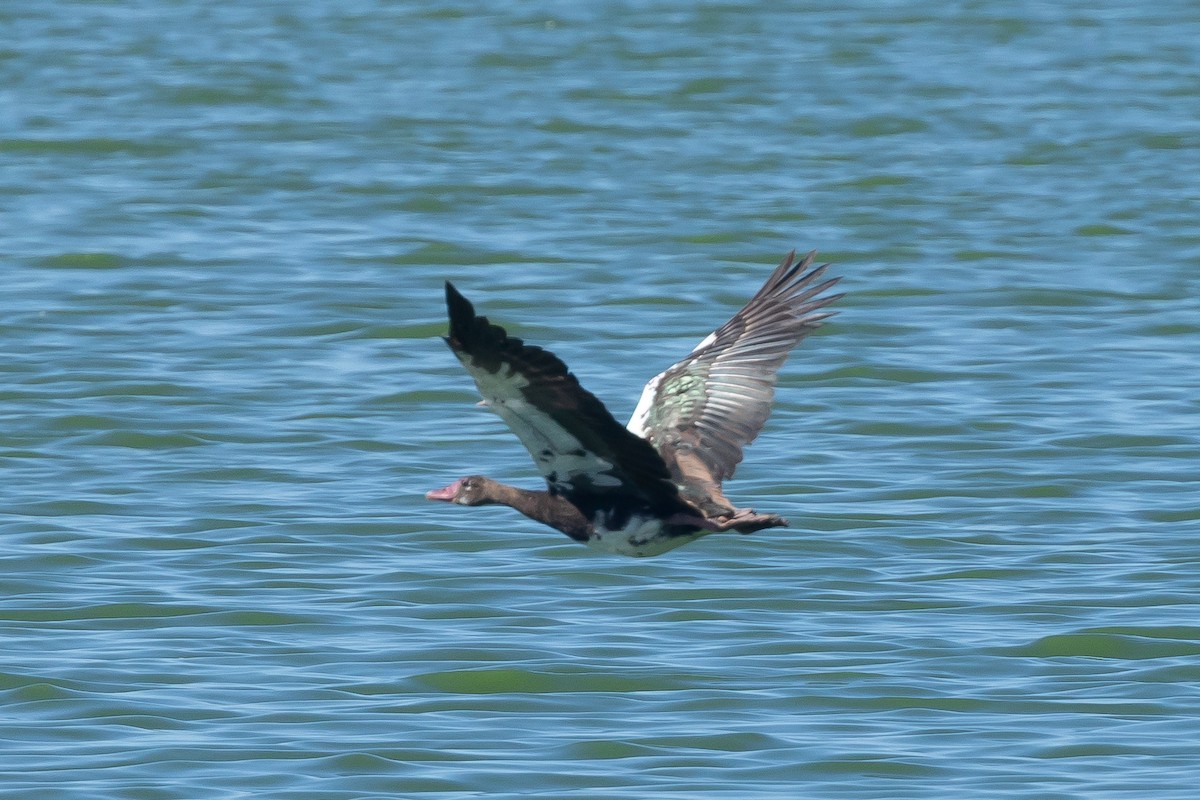 Spur-winged Goose - ML639967434