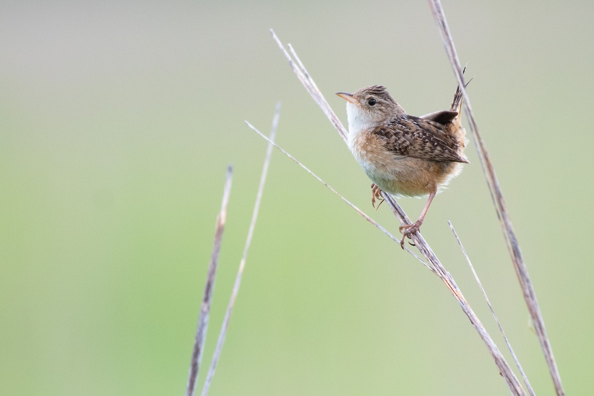 Sedge Wren - ML639967446