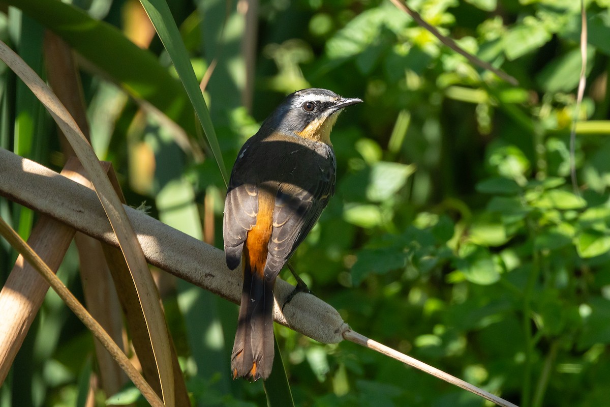 Cape Robin-Chat - ML639967448