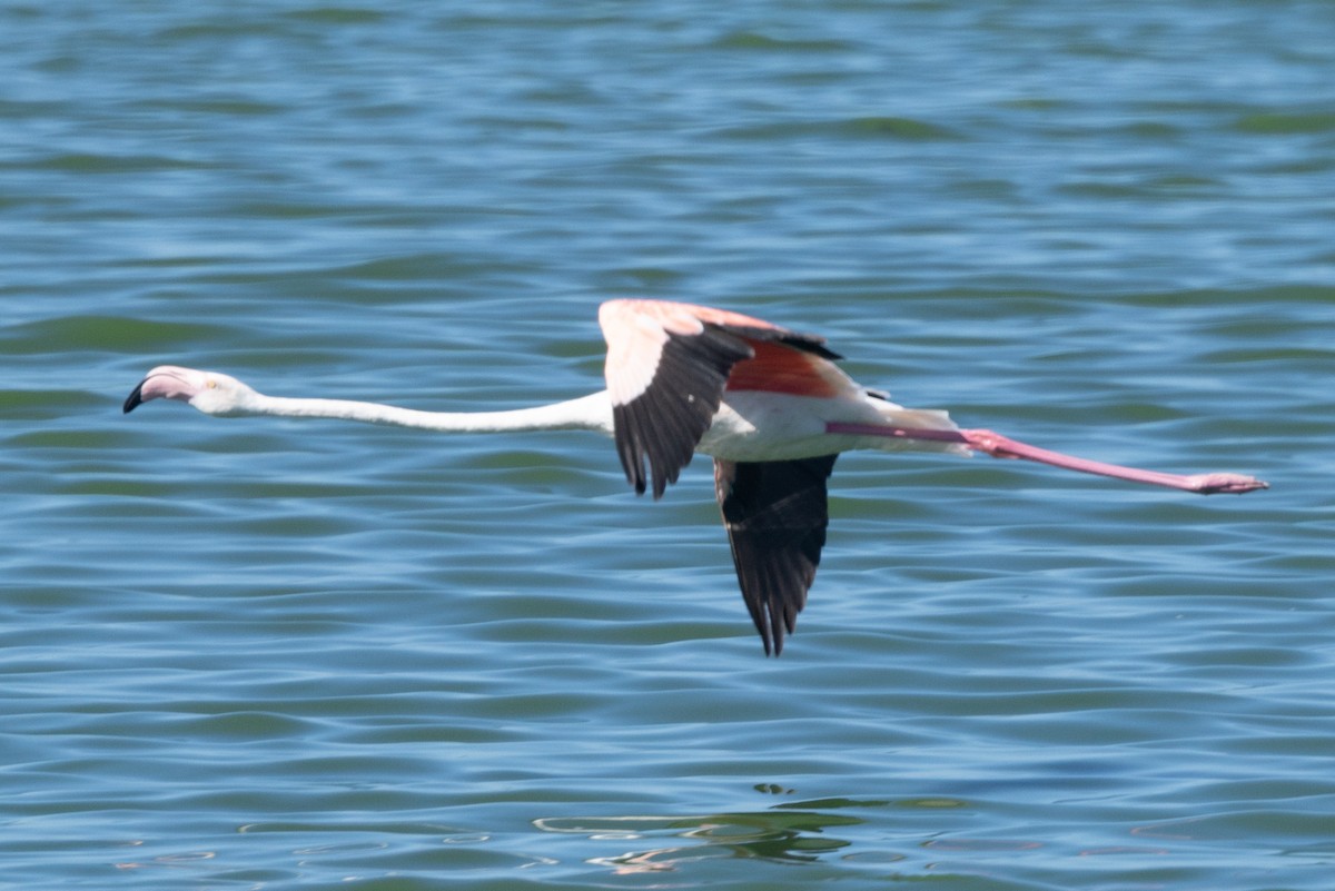 Greater Flamingo - ML639967450