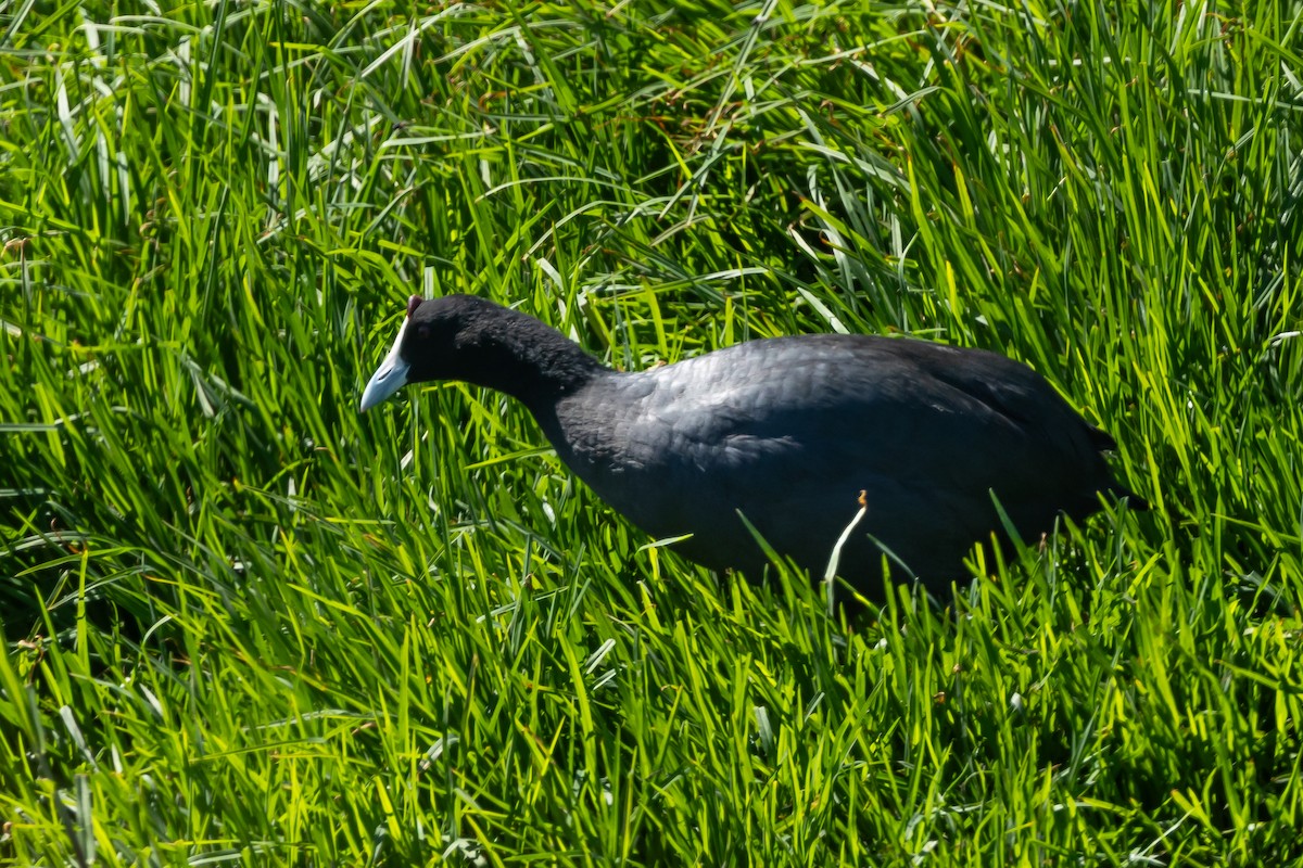 Red-knobbed Coot - ML639967455