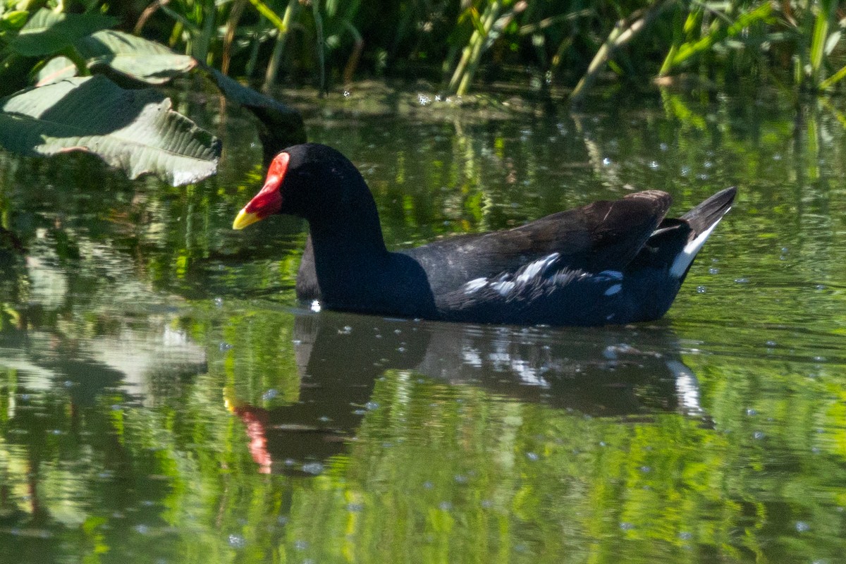 Eurasian Moorhen - ML639967456