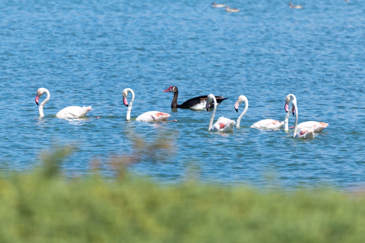 Lesser Flamingo - ML639967461