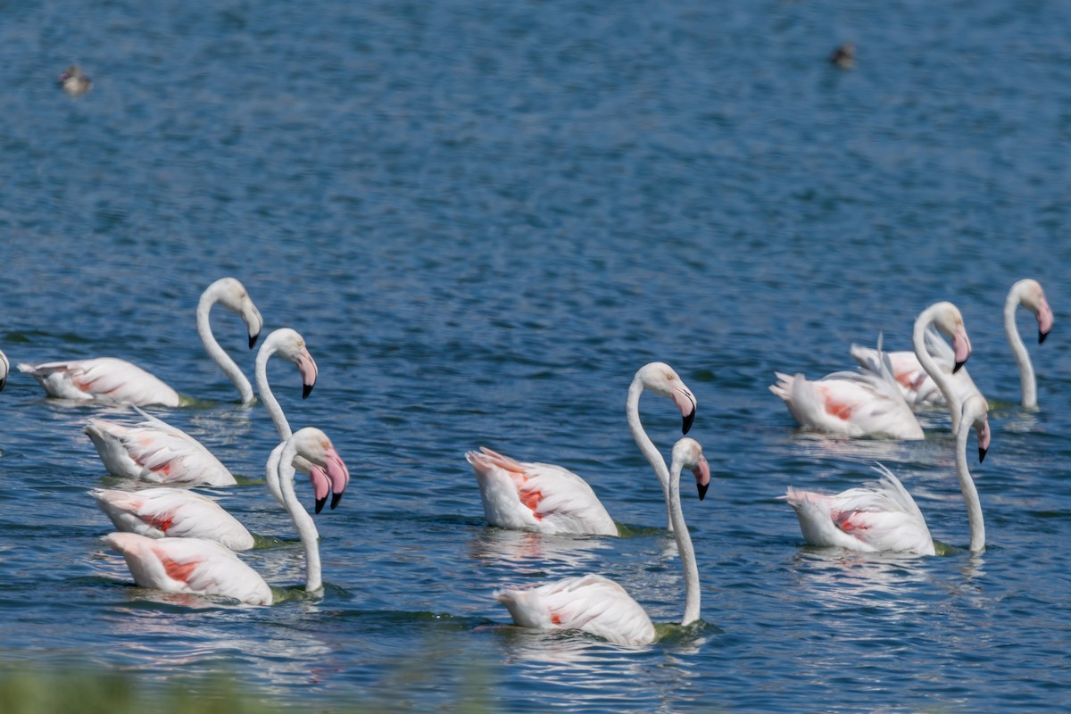 Greater Flamingo - ML639967473