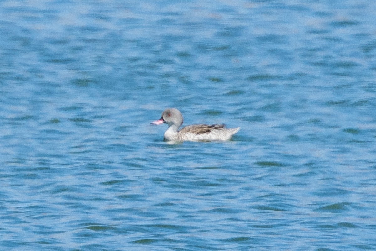 Cape Teal - ML639967484