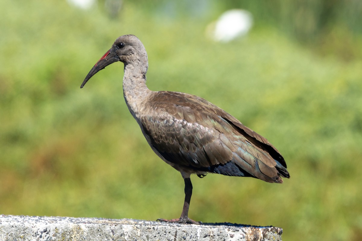 Hadada Ibis - ML639967486