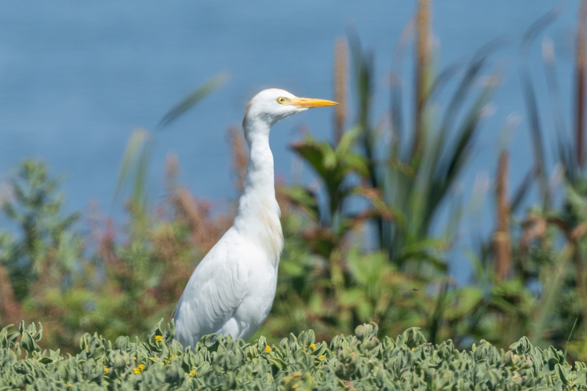 Western Cattle-Egret - ML639967487