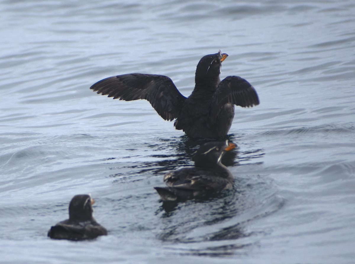Rhinoceros Auklet - ML639967488