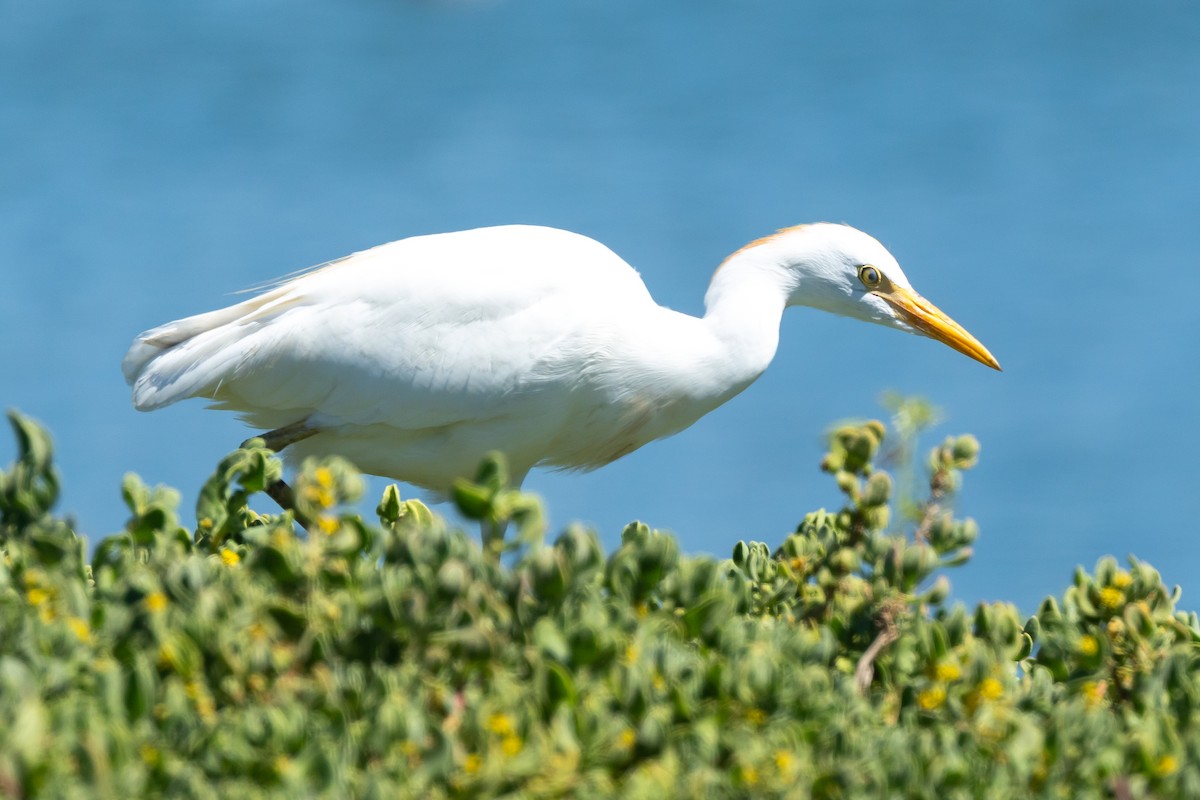 Western Cattle-Egret - ML639967492