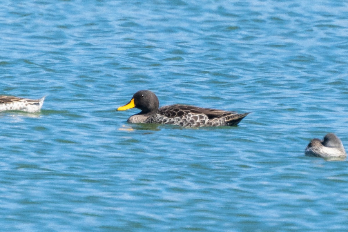Yellow-billed Duck - ML639967500