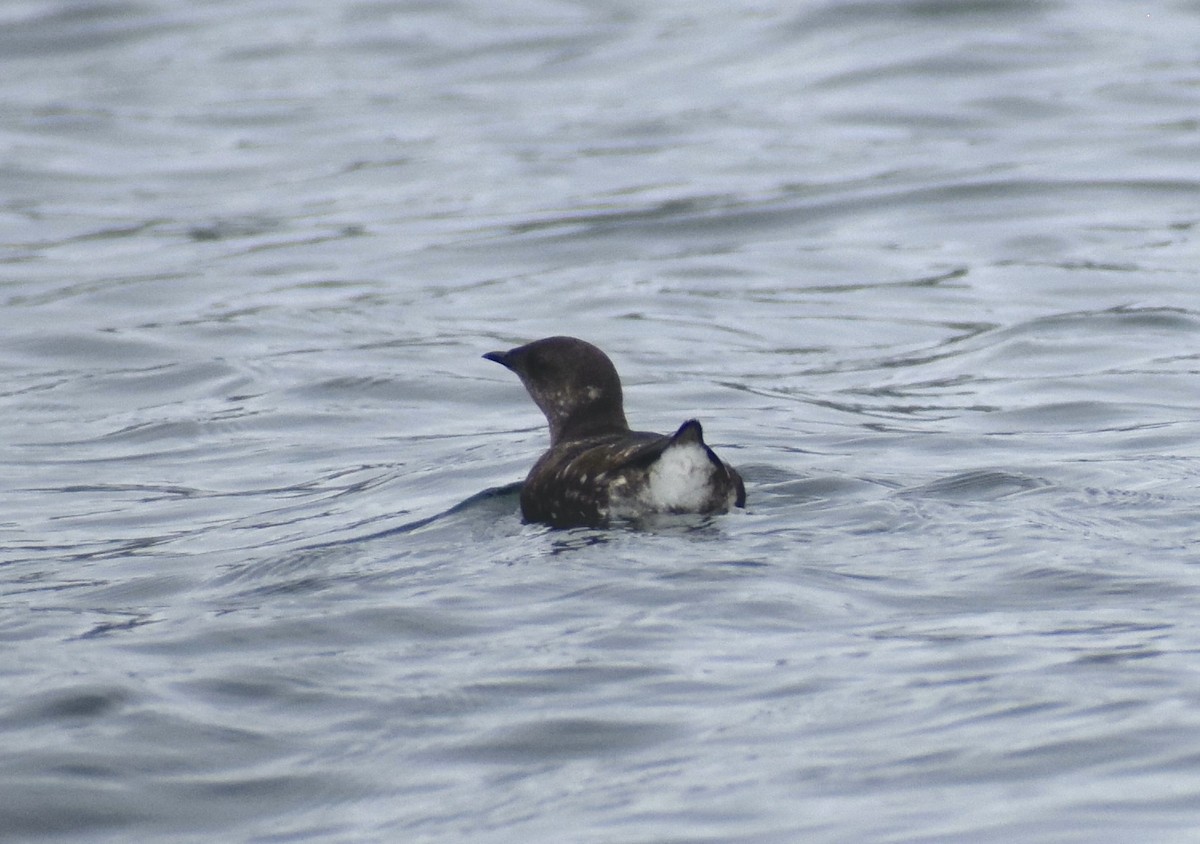 Marbled Murrelet - ML639967524