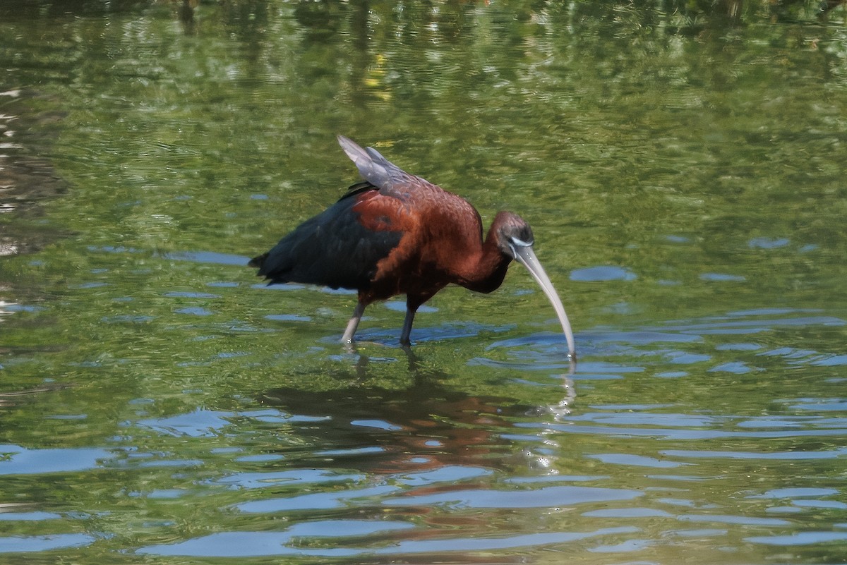 Glossy Ibis - ML639967528