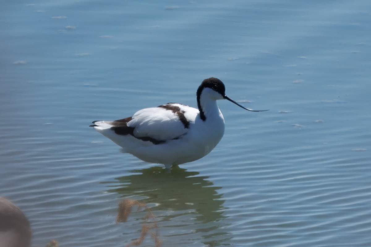 Pied Avocet - ML639967538