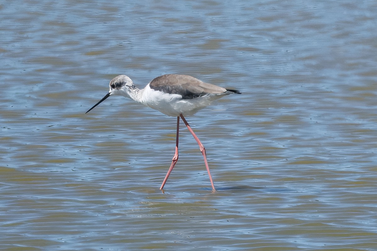 Black-winged Stilt - ML639967541