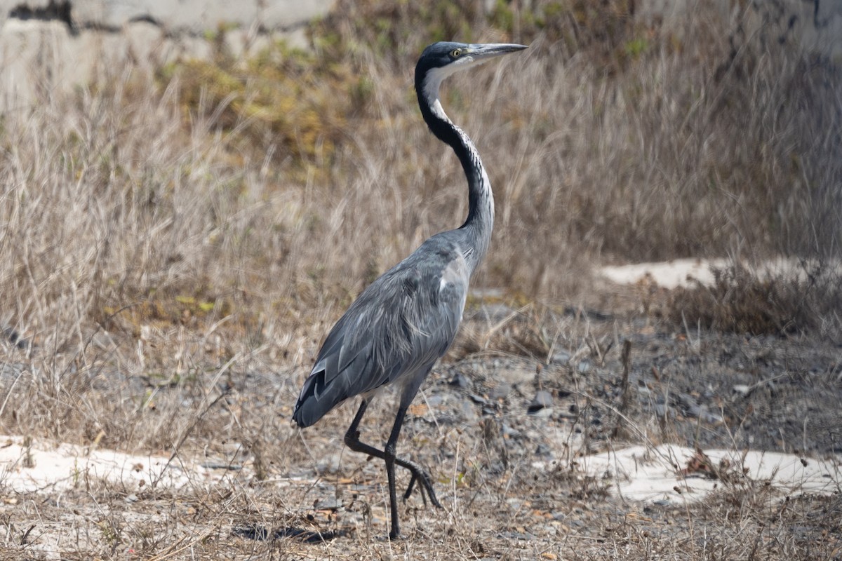 Black-headed Heron - ML639967582