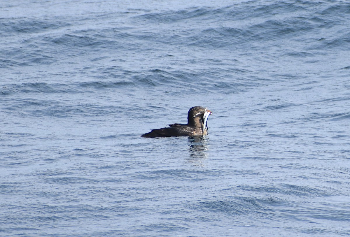 Rhinoceros Auklet - ML639967632