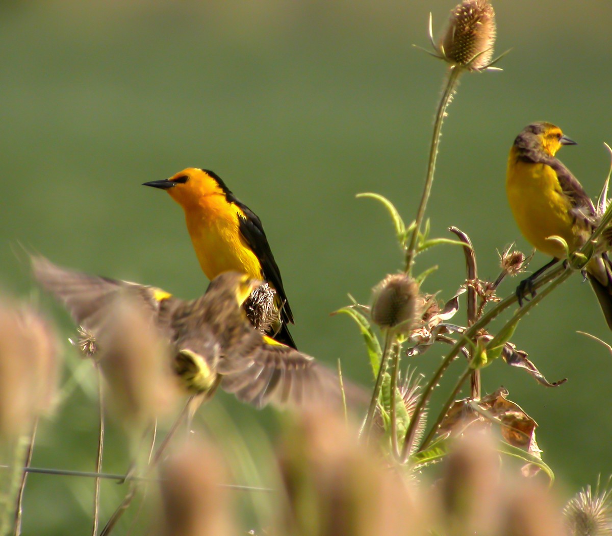 Saffron-cowled Blackbird - ML639967638