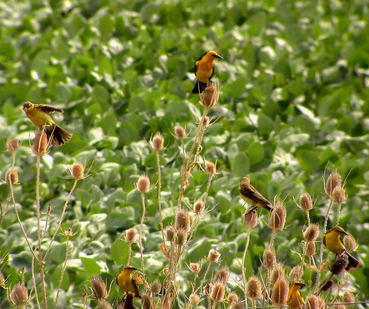 Saffron-cowled Blackbird - ML639967639