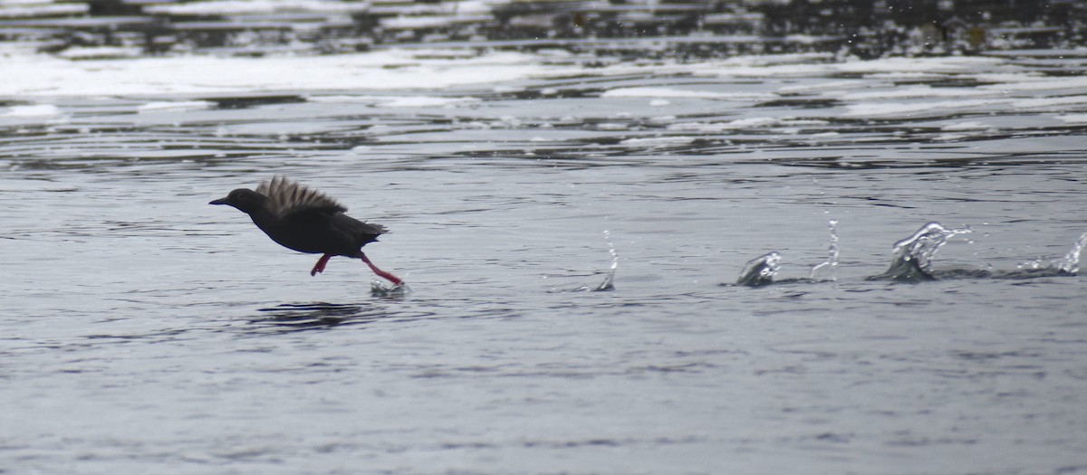 Pigeon Guillemot - ML639967712