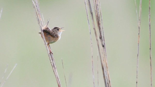 Sedge Wren - ML639967755